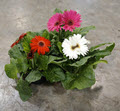 5" Gerbera Daisy Assortment